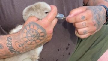 Dad-saves-choking-baby-swan-Adorable.jpg