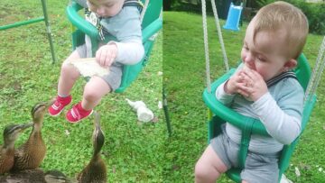 Ducks-make-baby-boy-cry-for-stealing-his-food.jpg