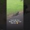 Embrace the Cozy Wisdom of a Chill Cat: Life Lessons for the Soul | Heartwarming