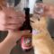 Family Throws an Epic 3rd Birthday Bash for Their Adorable Dog! | Heartwarming