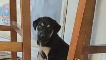 Flea-Ridden-Pups-Find-Love-and-Friendship-in-Rescue-Mission.jpg
