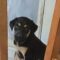 Flea-Ridden Pups Find Love and Friendship in Rescue Mission | Heartwarming