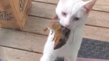 From-Chipmunk-Hero-to-Heartbroken-A-Rescue-Journey-that-Touched.jpg