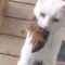 From Chipmunk Hero to Heartbroken: A Rescue Journey that Touched the Heart | Heartsome