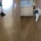 Funny Cat Gives Cold Shoulder to Dove | Cute