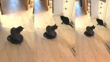 Funny-Cat-Riding-Vacuum-Cleaner-Hilarious-Feline-Hijinks-Super.jpg