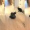 Funny Cat Riding Vacuum Cleaner | Hilarious Feline Hijinks Super Cute