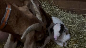 Goats-heartwarming-labor-on-International-Womens-Day-Adorable.jpg