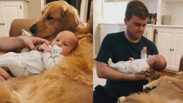 Golden-Retriever-BFFs-with-Babies-Super-Cute.jpg