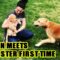Golden Retriever Meets Cute Little Sister | Adorable