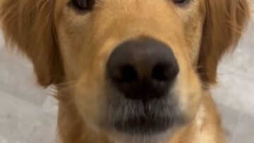 Golden-Retrievers-First-Carrot-Treat-Lights-Up-with-Joy.jpg
