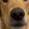 Golden Retriever’s First Carrot Treat Lights Up with Joy! | Heartsome