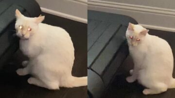 Hilarious-Cat-Chooses-Treadmill-Over-Cuddling-Partner-Super-Cute.jpg