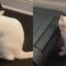 Hilarious Cat Chooses Treadmill Over Cuddling Partner | Super Cute