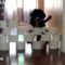 Hilarious Dogs vs Toilet Paper: The Ultimate Fumble Fest! | Try Not to Laugh!