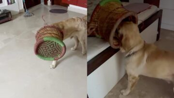 Hilarious-dog-fails-at-being-cute-Adorable.jpg