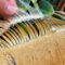 Iguana’s Skin-Shedding Journey: A Keeper’s Gentle Touch | Heartwarming
