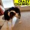 Insane Dog Tail Chase | Adorable