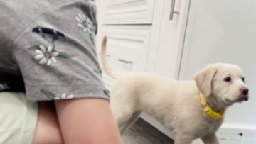 Joyful-Little-Boys-Reaction-to-Surprise-Puppy-Gift-Will-Melt.jpg