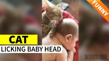 Kitten-Makes-Baby-Giggle-Cute.jpg