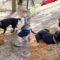 Laugh along with your furry bestie | Super Cute