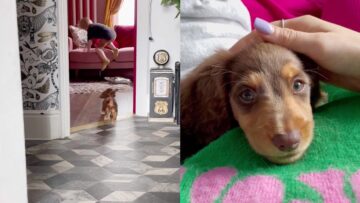 Little-Boys-Joy-Unleashed-His-Dream-Dog-Finally-Arrives.jpg