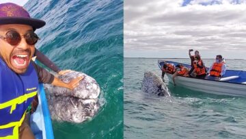 Magical-Moments-Our-First-Heartwarming-Encounter-with-a-Gray-Whale.jpg