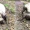 Muddy Doodle Dog Having a Blast! | Adorable