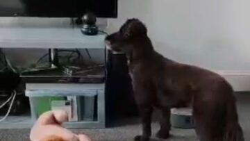 Mummys-Sweet-Words-Spark-a-Joyful-Howl-from-Her-Loyal.jpg