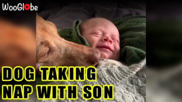 Naptime-buddies-Dog-and-newborn-share-adorable-snuggles-Super.jpg