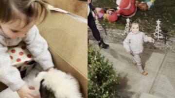 Parents-Surprise-Toddler-with-New-Christmas-Puppy-Adorable.jpg
