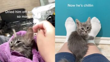 Rescued-Kitten-Gets-Tender-Care-Adorable.jpg