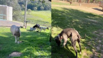 Sheep-and-Dogs-Forge-Unlikely-Friendship-in-Adorable-Playtime-Moments.jpg