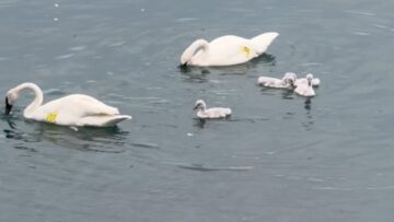 Swans-bravely-defend-babies-from-seagulls-at-Scarborough-Bluffs.jpg