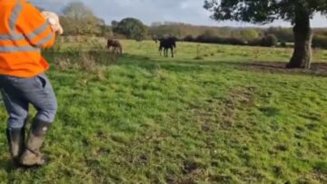 Sweet-First-Encounter-Baby-Meets-Family-Horse-with-Heartwarming-Joy.jpg