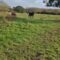 Sweet First Encounter: Baby Meets Family Horse with Heartwarming Joy! | Heartsome