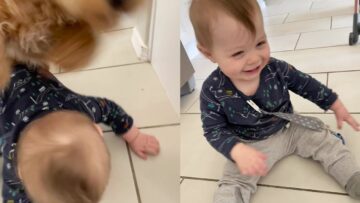 Toddler-left-in-total-shock-as-dog-tramples-on-him.jpg