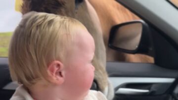 Toddlers-hilarious-antics-at-safari-park-Adorable.jpg