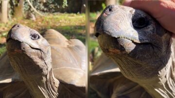 Tortoise-Finds-Joy-in-Cozy-Cuddles-A-Heartwarming-Bond.jpg