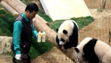 Twin-pandas-adorable-lunchtime-quarrel-ends-in-a-cuteness-overload.jpg