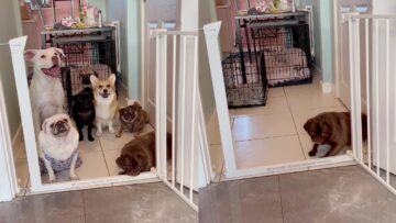 Ultimate-Dog-Pack-Gate-Challenge-Super-Cute.jpg
