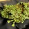 Unique camouflage of Vietnamese Mossy Frog | Adorable cuteness overload! 🐸