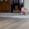 Unique crawling style of toddler | Adorable