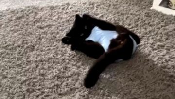 Unserious-cat-rejects-tight-onesie-Watch-her-hilarious-reaction.jpg