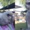 White Cockatoo’s Adorable Dance Moves || Can’t Stop Grooving | Super Cute