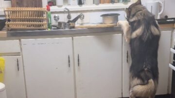 5am-Surprise-Woman-catches-adorable-dogs-munching-away-Cute.jpg