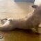 Adorable French Bulldog scratching balls | Super Cute