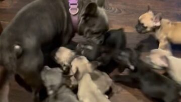 Adorable-Frenchie-Puppies-Bring-Joy-and-Chaos-to-Moms-Day.jpg