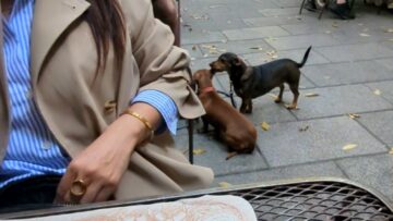 Adorable-Pup-Playfully-Nibbles-His-Best-Friends-Ear-Pure-Joy.jpg