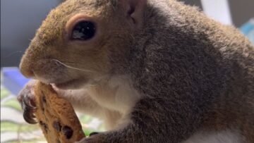 Adorable-squirrel-saves-last-bite-of-chocolate-chip-cookie-for.jpg